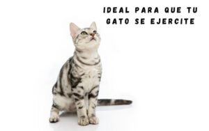 Lee más sobre el artículo El juguete interactivo definitivo para gatos: Mantén a tu felino entretenido y activo